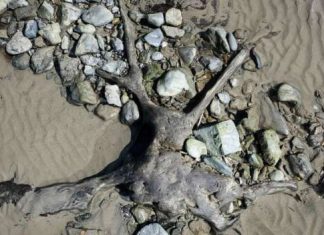 В Англии обнаружили окаменевший лес, которому 6 тысяч лет