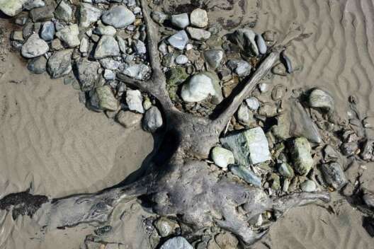 
            В Англии обнаружили окаменевший лес, которому 6 тысяч лет        